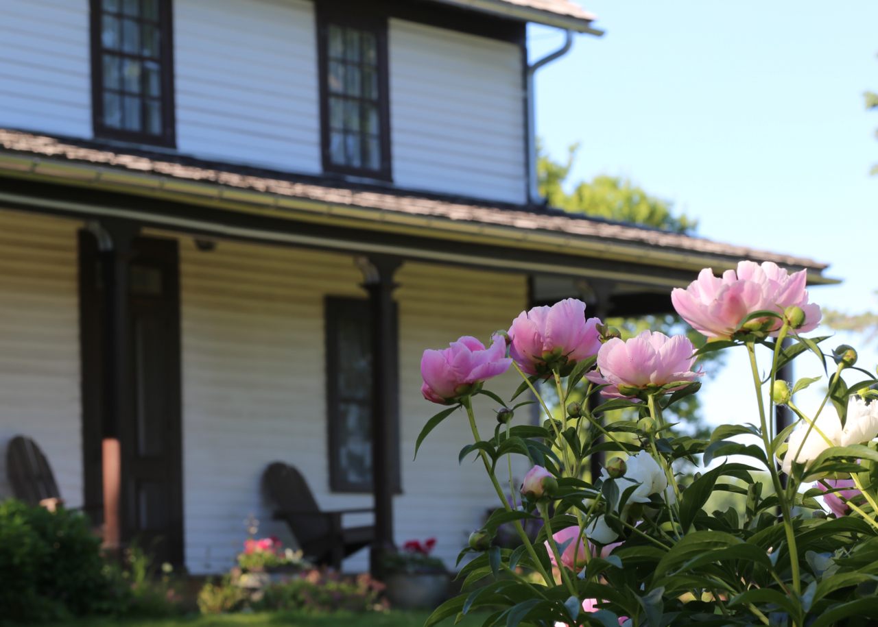 Photo of Peonies with Gibbs Farmhouse in the background