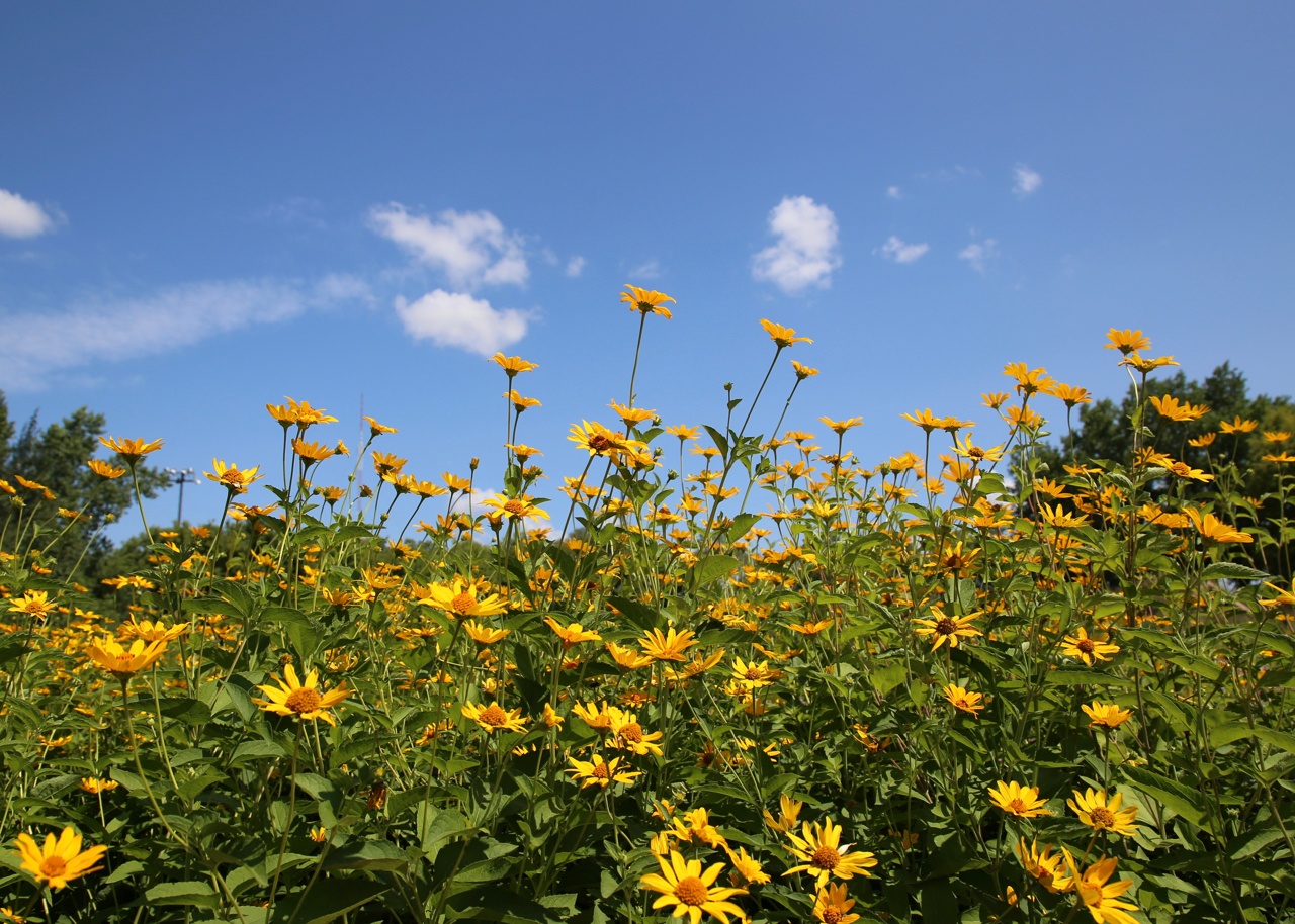 Our Story Ramsey County Historical Society