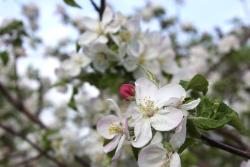 Apple-Blossoms