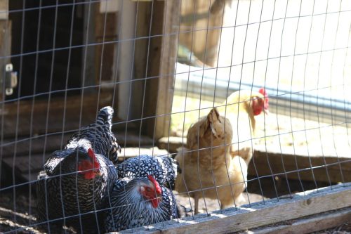 Chickens