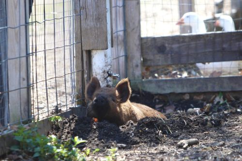 Pig